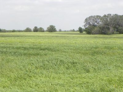 The Turning of the Wheat Image